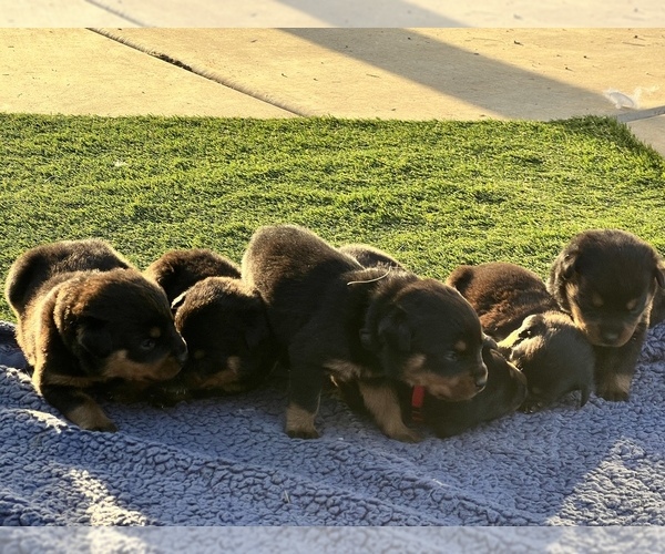 Medium Photo #10 Rottweiler Puppy For Sale in DESERT HILLS, AZ, USA