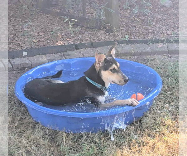 Medium Photo #4 Australian Shepherd-Rat Terrier Mix Puppy For Sale in Bryant, AR, USA
