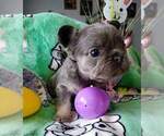 Small Photo #4 French Bulldog Puppy For Sale in BOSTON, KY, USA