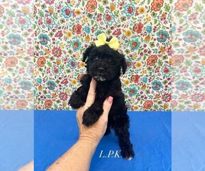 Schnoodle (Miniature) Puppy for sale in WINNSBORO, LA, USA