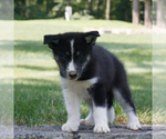 Small #1 Samoyed-Siberian Husky Mix