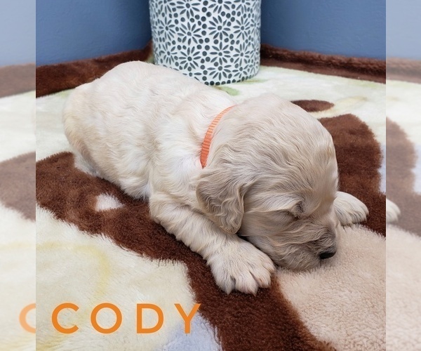 Medium Photo #14 Goldendoodle Puppy For Sale in CEDAR GAP, MO, USA