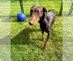 Small #5 Doberman Pinscher