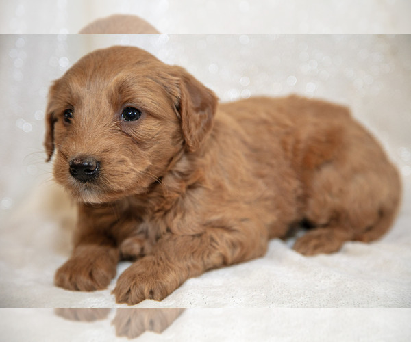 Medium Photo #3 Goldendoodle (Miniature) Puppy For Sale in LEOLA, PA, USA