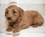 Small #2 Goldendoodle (Miniature)