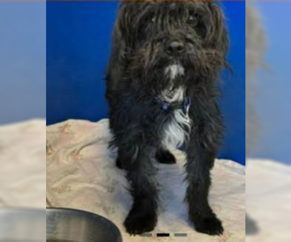 Medium Photo #2 Mutt Puppy For Sale in Cranston, RI, USA