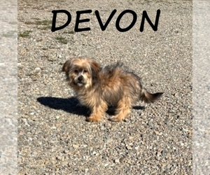 Shorkie Tzu Puppy for sale in HARTLAND, MN, USA