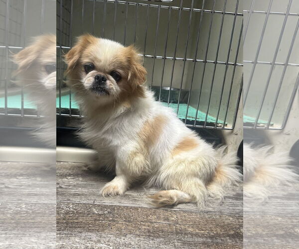 Medium Photo #1 Pekingese Puppy For Sale in Sioux Falls, SD, USA