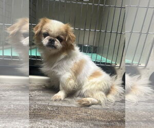 Medium Pekingese