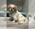 Small Pekingese
