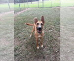 Small Photo #2 German Shepherd Dog-Unknown Mix Puppy For Sale in Boston, MA, USA