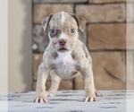 Puppy Puppy 4 American Bully