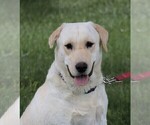 Small Photo #1 Labrador Retriever Puppy For Sale in SYRACUSE, IN, USA