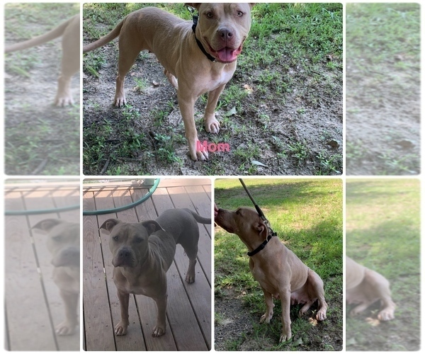 Medium Photo #1 American Pit Bull Terrier Puppy For Sale in DEARING, GA, USA