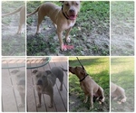Small Photo #1 American Pit Bull Terrier Puppy For Sale in DEARING, GA, USA