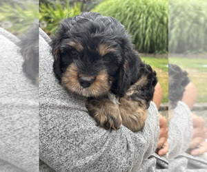 Medium Cavachon