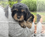 Puppy Marley Cavachon