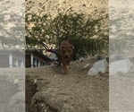 Small Photo #84 Rhodesian Ridgeback Puppy For Sale in MORONGO VALLEY, CA, USA