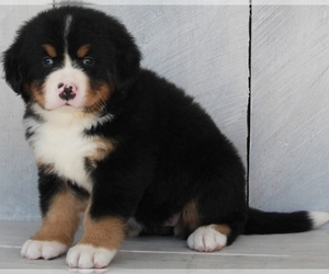 Bernese Mountain Dog Puppy for sale in FREDERICKSBURG, OH, USA