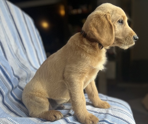 Medium Photo #1 Goldendoodle Puppy For Sale in SAN FERNANDO, CA, USA