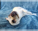 Small #9 Chihuahua Mix