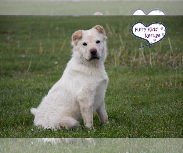 Medium Photo #2 Chinese Shar-Pei Puppy For Sale in Lee's Summit, MO, USA