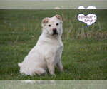 Small #1 Chinese Shar-Pei