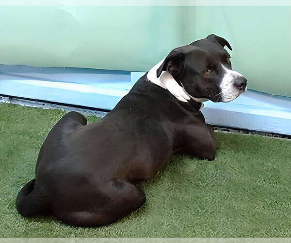 Medium Photo #1 Mutt Puppy For Sale in Pasadena, CA, USA