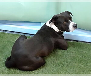 Mutt Dogs for adoption in Pasadena, CA, USA