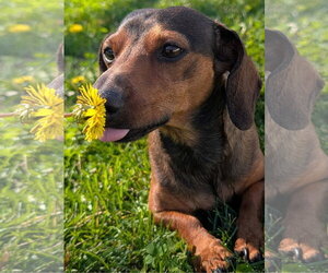 Dachshund Dogs for adoption in Shelbyville, TN, USA