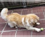 Small Photo #7 Chow Chow-Golden Retriever Mix Puppy For Sale in Yardley, PA, USA