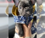 Small Photo #25 French Bulldog Puppy For Sale in SAN LEANDRO, CA, USA