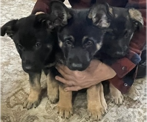 German Shepherd Dog Puppy for sale in LUDLOW, MA, USA
