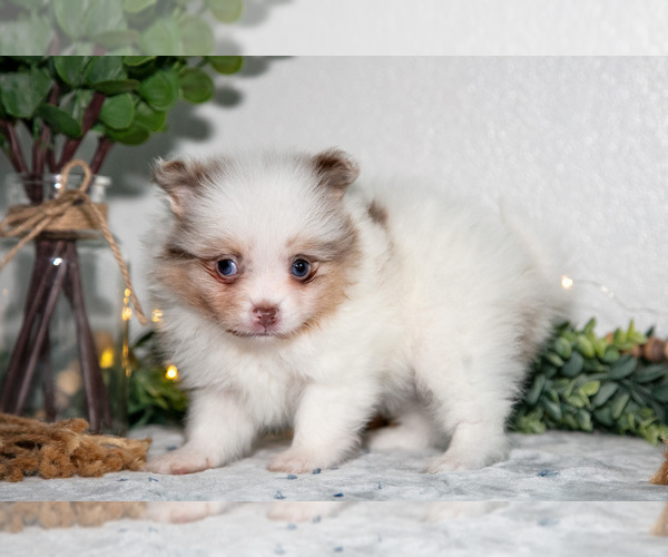 Medium Photo #4 Pomeranian Puppy For Sale in GOSHEN, IN, USA