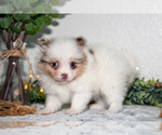 Small Photo #13 Pomeranian Puppy For Sale in GOSHEN, IN, USA