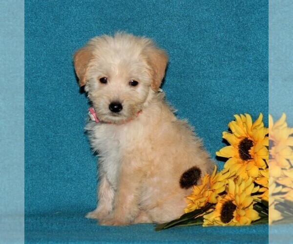 Medium Photo #3 Miniature Labradoodle Puppy For Sale in CHRISTIANA, PA, USA