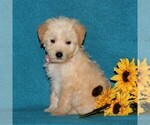 Small Photo #3 Miniature Labradoodle Puppy For Sale in CHRISTIANA, PA, USA