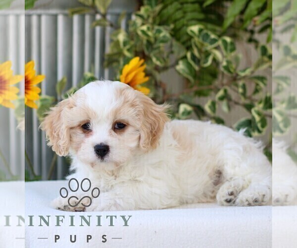 Medium Photo #1 Cavachon Puppy For Sale in GORDONVILLE, PA, USA