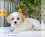 Small Cavachon