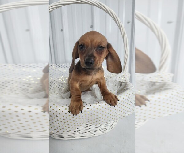 Medium Photo #1 Dachshund Puppy For Sale in GREENWOOD, WI, USA