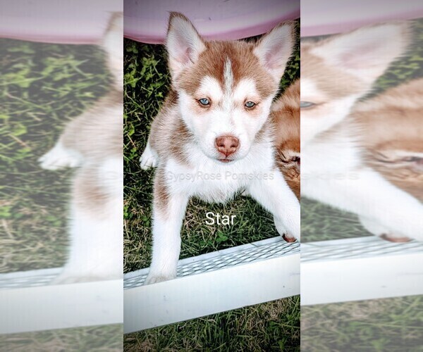 Medium Photo #6 Pomsky Puppy For Sale in ROCHESTER, MN, USA