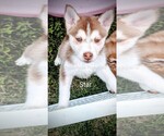 Small Photo #6 Pomsky Puppy For Sale in ROCHESTER, MN, USA