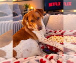Puppy Milo - Male Beagle-Unknown Mix Dog for Adoption - Small photo