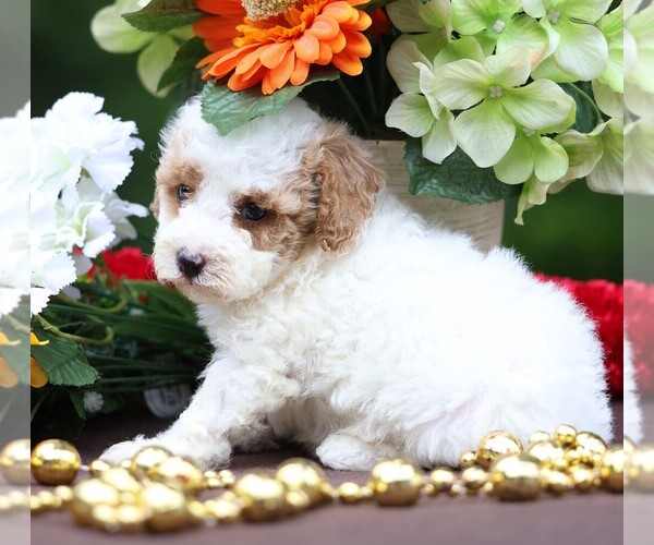 Medium Photo #3 Cavapoo Puppy For Sale in JONES, MI, USA