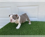Small Photo #8 Bulldog Puppy For Sale in ATLANTA, GA, USA
