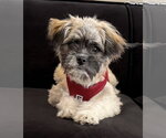 Small Shih Tzu Mix