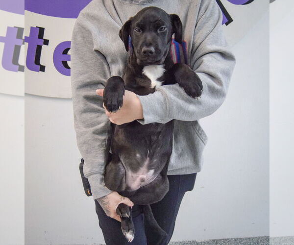 Medium Photo #4 Mutt Puppy For Sale in Huntley, IL, USA