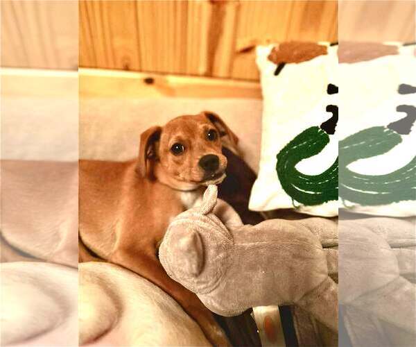 Medium Photo #6 Chihuahua-Unknown Mix Puppy For Sale in Westwood, NJ, USA