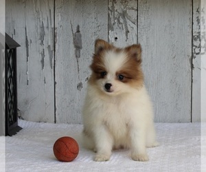 Pomeranian Puppy for sale in MILLERSBURG, OH, USA