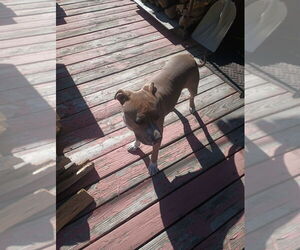 Molly - Female Mutt Dog for Adoption - Photo #3